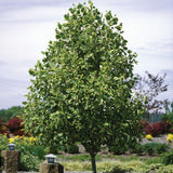 Tuliptree