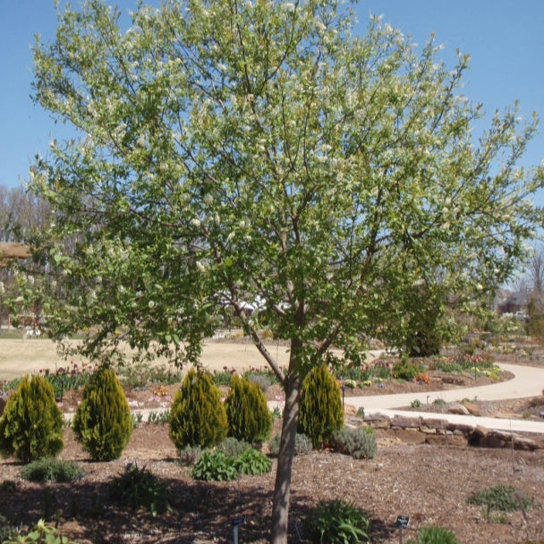 Chokecherry