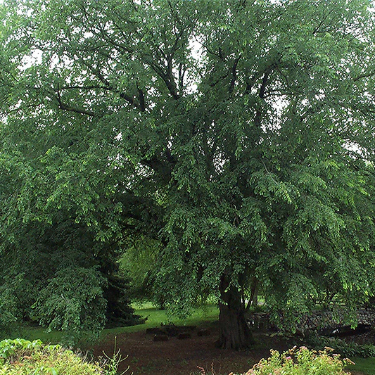 St Croix Elm