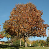 Ohio Buckeye