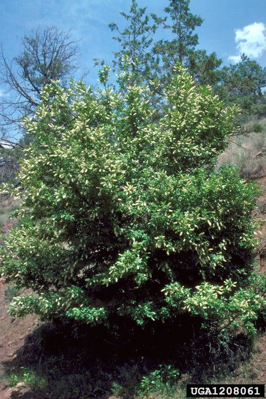 Chokecherry