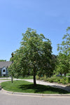 Ohio Buckeye