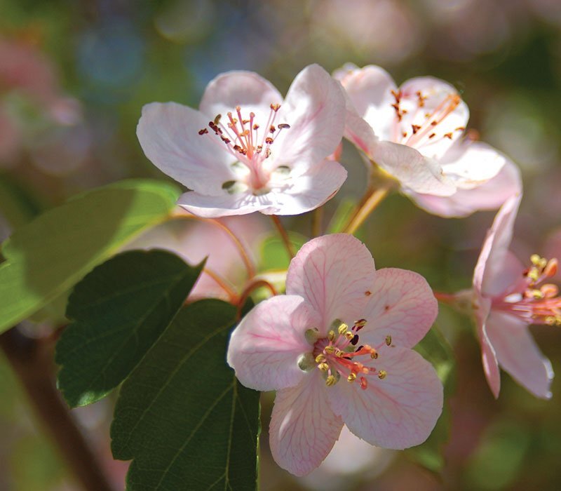 Prairie Crabapple