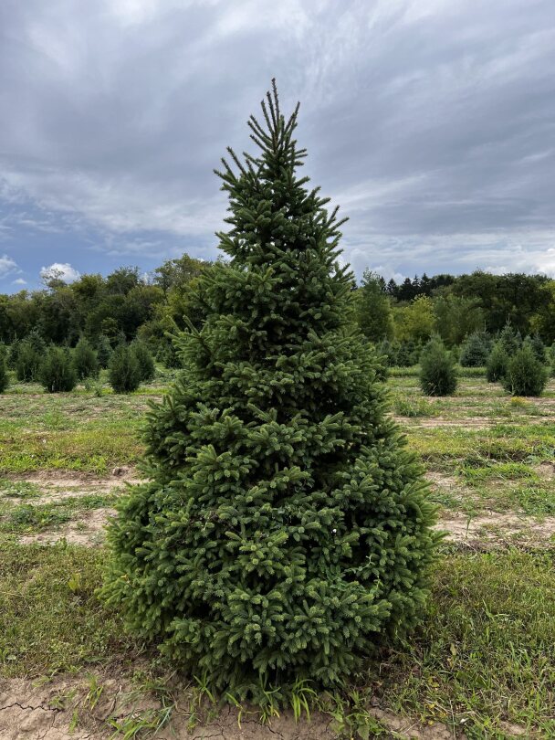 Black Hills Spruce