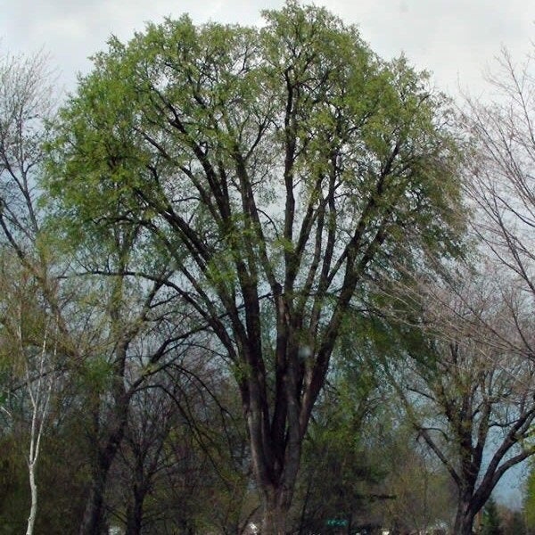 St Croix Elm