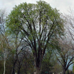 American Elm