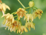 American Basswood