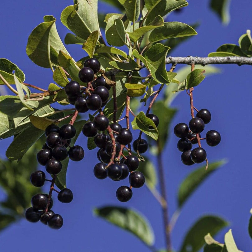 Chokecherry