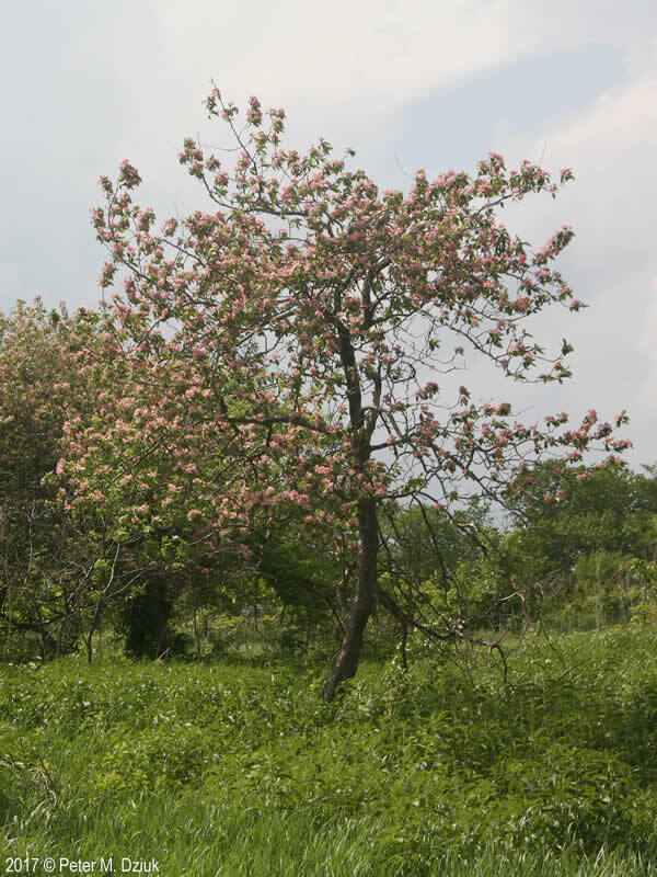 Prairie Crabapple