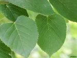 American Basswood