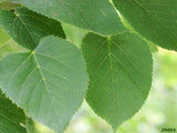 American Basswood