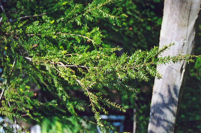 Canadian Hemlock