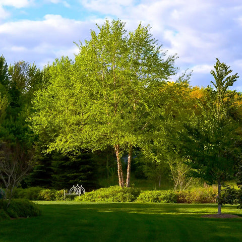 Heritage River Birch (Multistem)