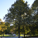 American Basswood