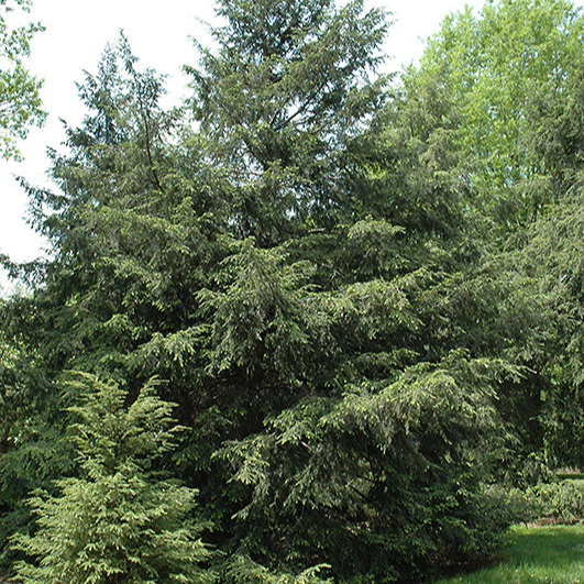 Canadian Hemlock