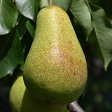 Patten Pear