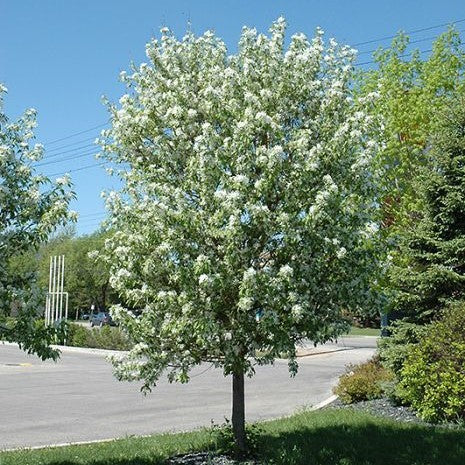 Manzano silvestre de nieve primaveral