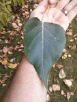 Balsam Poplar