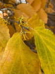 Amelanchier Autumn Brilliance (de un solo tallo)
