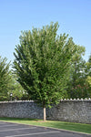 Princeton Elm