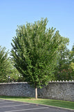 Princeton Elm