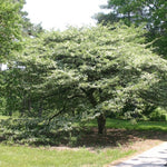 Thornless Cockspur Hawthorn