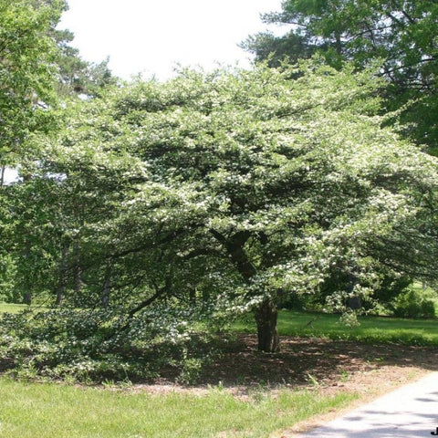 Thornless Cockspur Hawthorn