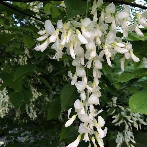 Madera amarilla