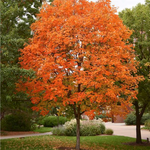 Sugar Maple