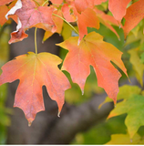 Sugar Maple