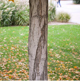 Sugar Maple