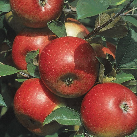 Manzana de la libertad