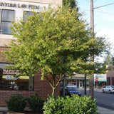 Apple Serviceberry