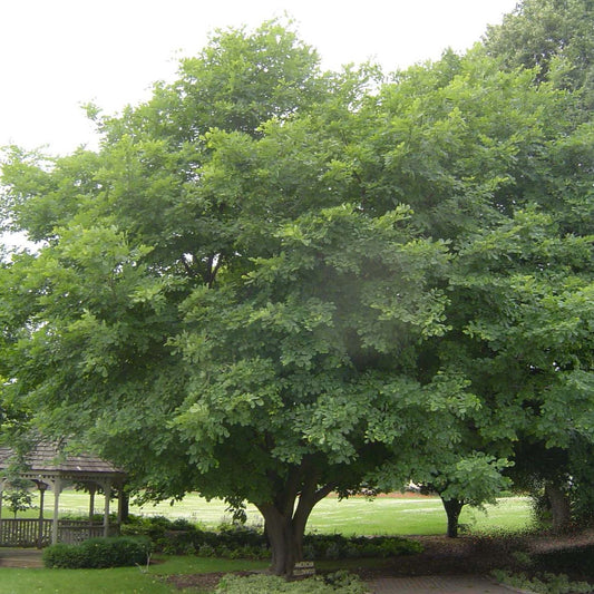 Madera amarilla