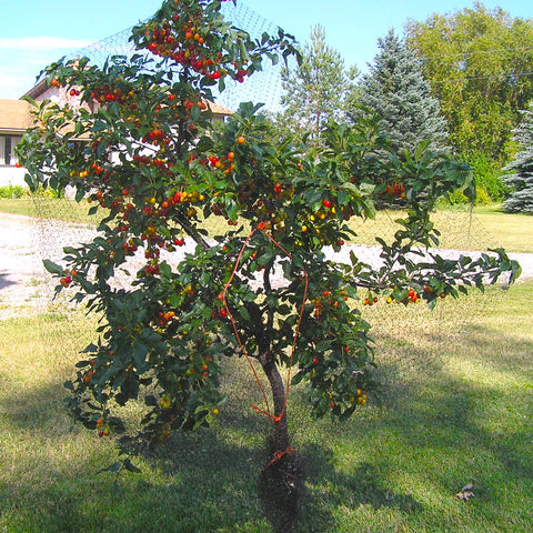 Cereza de Bali de Evans