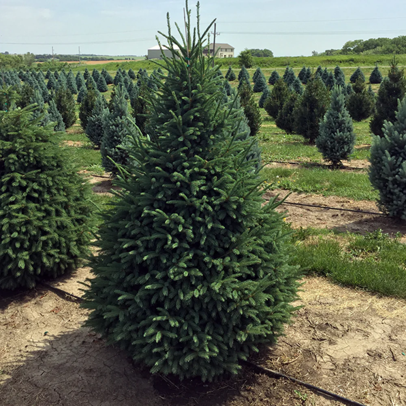 Black Hills Spruce