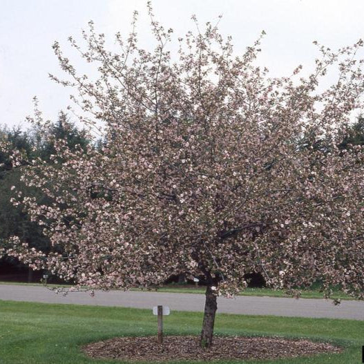 Prairie Crabapple