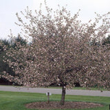 Prairie Crabapple