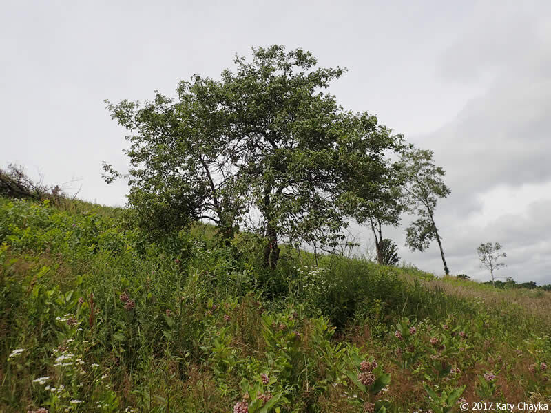 Prairie Crabapple