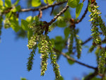 Balsam Poplar