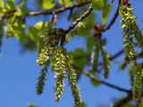 Balsam Poplar