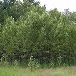 Balsam Poplar