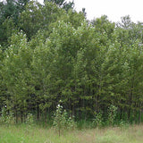 Balsam Poplar