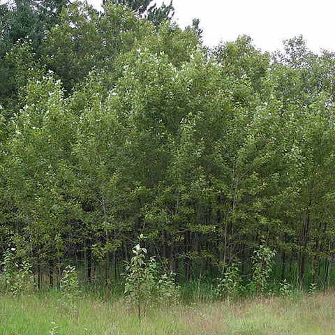 Balsam Poplar