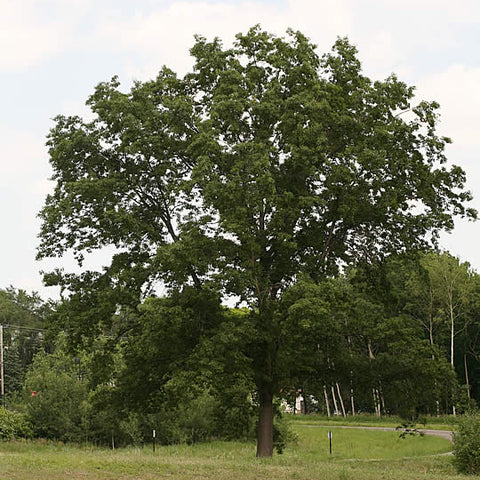 Northern Pin Oak