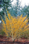 Amelanchier Autumn Brilliance (de un solo tallo)