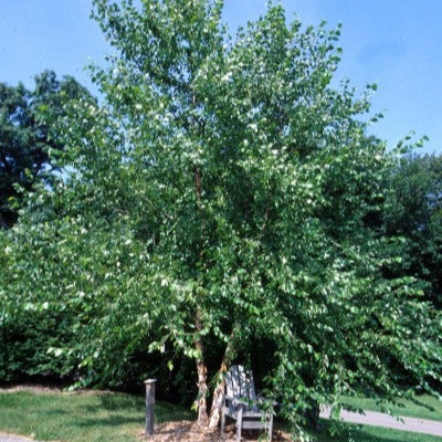 River Birch (Single Stem)