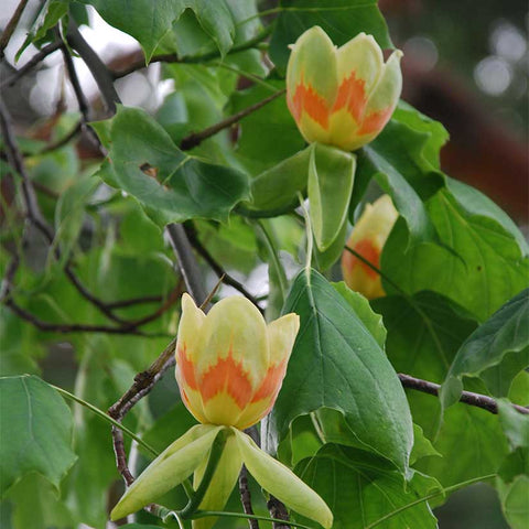 Tuliptree