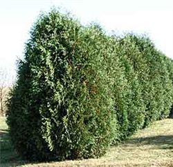 Techny Arborvitae – Minneapolis Tree Sale