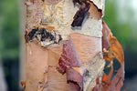Heritage River Birch (Multistem)